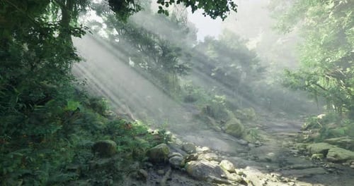 Serene Forest with Sunlight Filtering Through Trees During Morning Hours