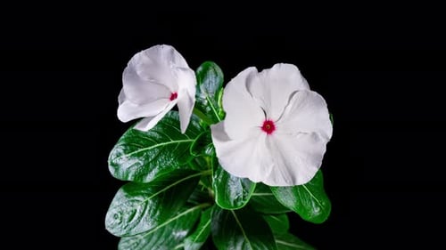 White Flower Catharanthus Blooming in Time Lapse on a Black Background. Growing Evergreen Houseplant