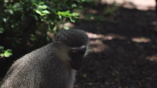 Side View of Monkey Sitting and Eating