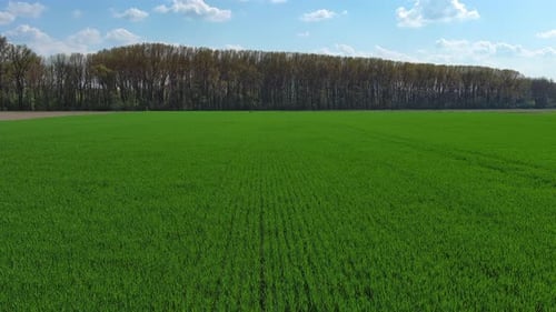 Flying Over Green Agriculture Fields in Spring