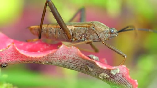 Squash Bug Insect Sitting on Blade of Green Grass