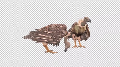 Two Vulture Eat Transparent Background