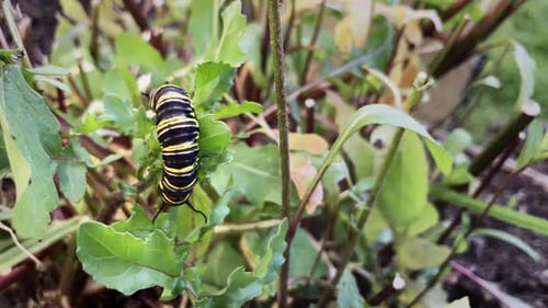 Monarch butterfly in its caterpillar phase peacefully feeding on rocket leaves in spring - Close up