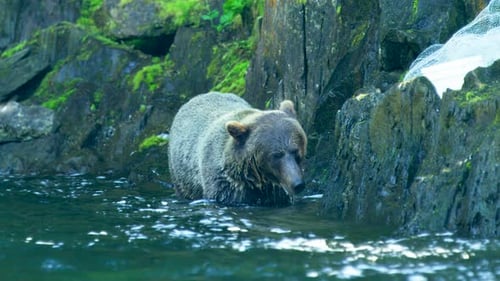Unable to find any fish, the bear crawled from the river to the bank.