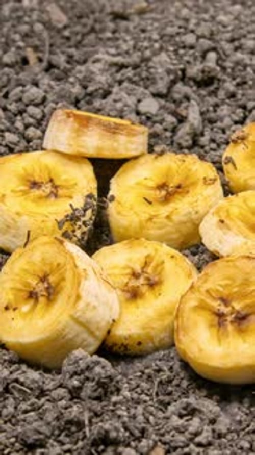 2K Vertical Banana Rotting