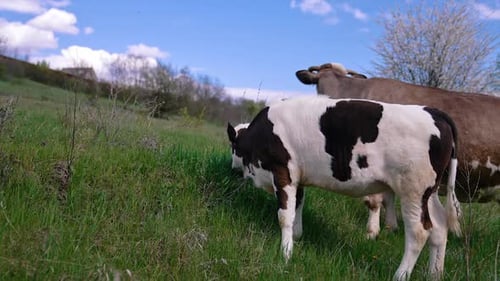 Cows grazing on a meadow. Cattle