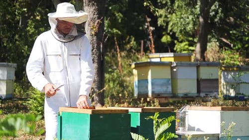 Beekeeper is working with bees and beehives on the apiary. Beekeeper on apiary.