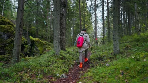 Backpacking In Beautiful Forest In Autumn Day Back View Of Man Tourist With Red Backpack