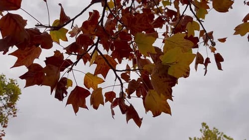 In autumn, when yellow leaves fall from the trees and swaying in the wind.