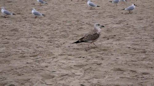 Seagull walks amongst other birds on a sandy beach of Baltic Sea.