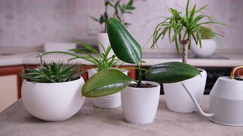 Collection of Green Potted Plants on Table