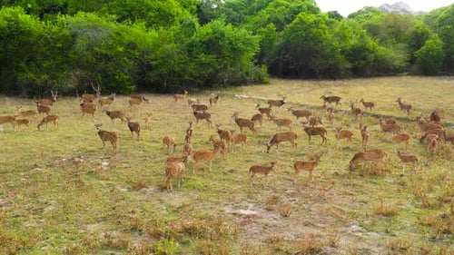 Spotted Deer in the National Park of Sri Lanka