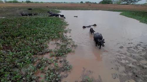 Water Buffalo Herd Wallowing in a Muddy Pond
