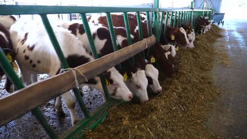 Small Calves Eating Hay on Modern Cowshed Cattle Chewing Silage at Milk Factory Little Cows Feeding