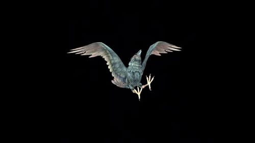 Carrion Crow Flying Attack Idle 2