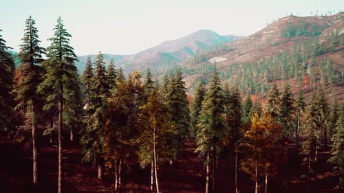 Lush Forest Landscape in Autumn Sunlight with Mountains in the Background