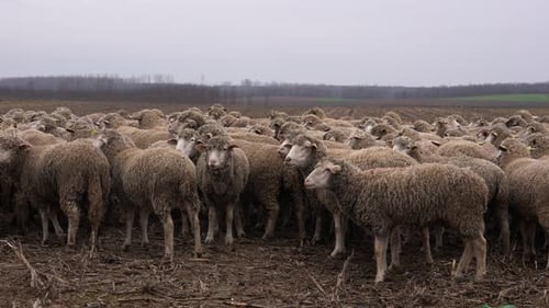 Large Flock of Sheep Standing in Harvested Field