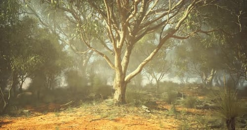 Lush Eucalyptus Forest in Soft Morning Light Showcasing Vibrant Nature