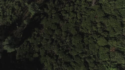 Cineamtic revealing shot of a Tea Plantation Located on a cliff in Sri Lanka.