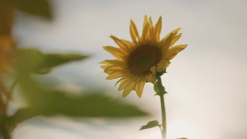 Night Flower Shine Single Sunflower Illuminated Beneath Still Night Sky Lit Softly Solitary