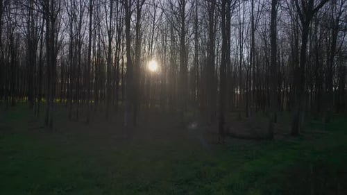 Forêt