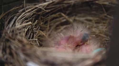 Baby birds close up macro in nest