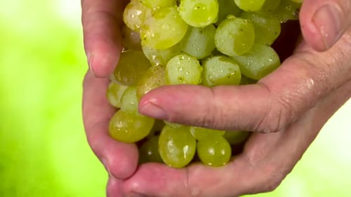 Fresh Green Grapes in Hand on Green
