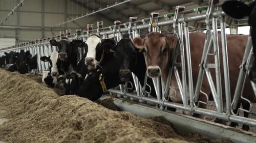 Cows on a diary farm eating. Cattle of cows