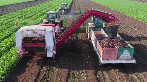 Beetroot Harvesting process, Early morning aerial follow footage