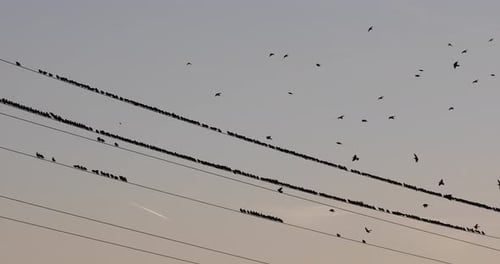 Starlings murmuration in Aiguamolls De L Emporda Nature Park, northern Spain. 4K UHD