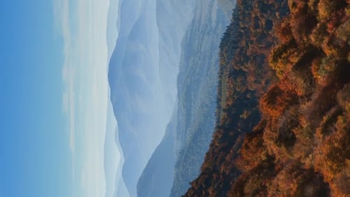 Vertical Video Morning Sunny Flight Over the Autumn Forests of the Carpathian Mountains