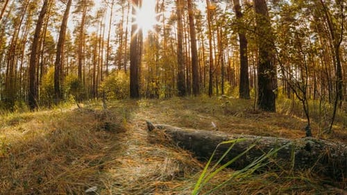 Sunset Sunrise In Autumn Forest Trees Fall Coming Bright Sunshine Amazing Sunset Sun Sunshine In