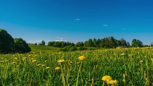 Dandelion flower closing up as the sunset comes. Spring Timelapse.
