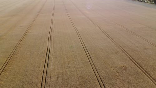 Wheat Field