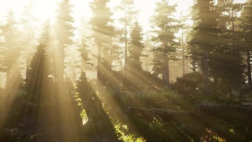 Sun Rising in a Forest with Fog