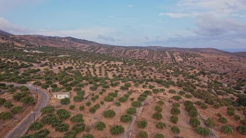 Aerial view of olive groves in a mountainous landscape during daytime