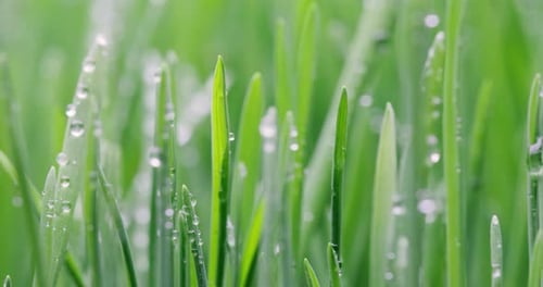 Green grass close-up super macro shooting.