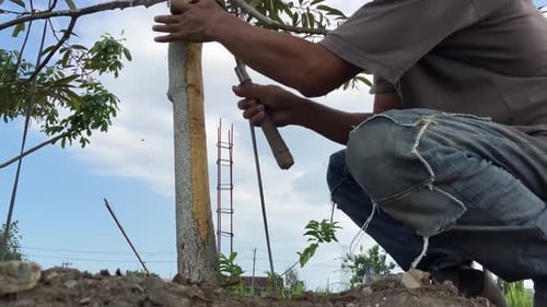 Farmer Scraping Durian Tree Bark for Pest Control