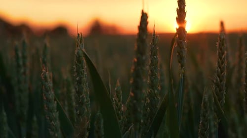 Green High Yield Wheat Field at Sunset Golden Sunlight on Wheat Field