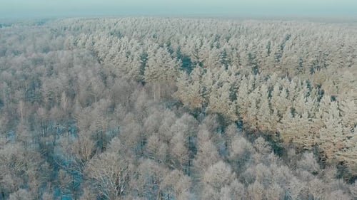 Beautiful Snowy White Forest In Winter Frosty Day Top View Above Amazing Pine Forest Landscape