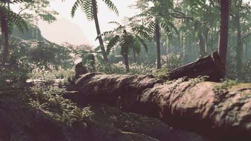 Tropical Jungles of South East Asia