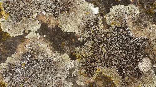 Lichenized Fungi Closeup View