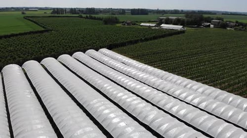 Aerial view descending of plastic tunnels for soft fruit farming at a farm in south east England