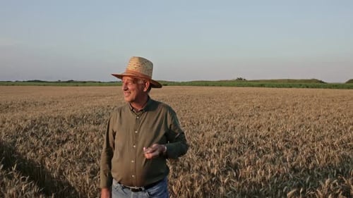 Portrait of senior farmer with hat standing in wheat field examining crop at sunset.