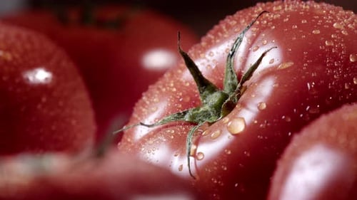 Fresh Tomatoes A Drop of Water Slowly Falls on the Vegetable
