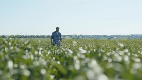 Farmer Walking Through Vast Green Crop Field
