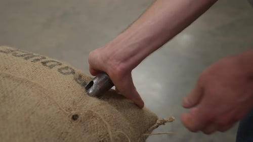 Checking Coffee Beans for Quality