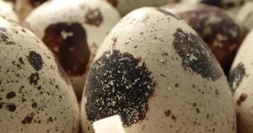 Close Up Macro of Quail Eggs in Straw Nest Organic Farming Natural Stilllife Springtime Easter