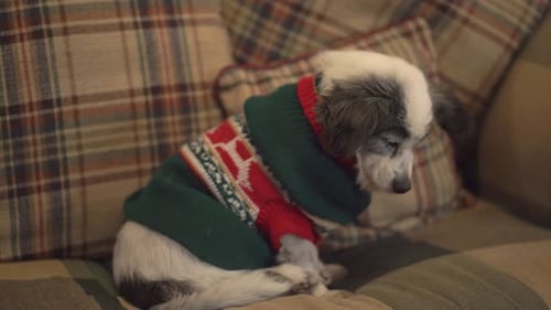 Dog at Christmas time. Dog with Christmas sweter. Dog sleeping in couch
