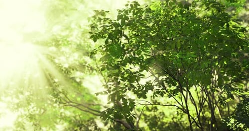 Sunlight Filters Through Lush Green Foliage in a Serene Forest Setting